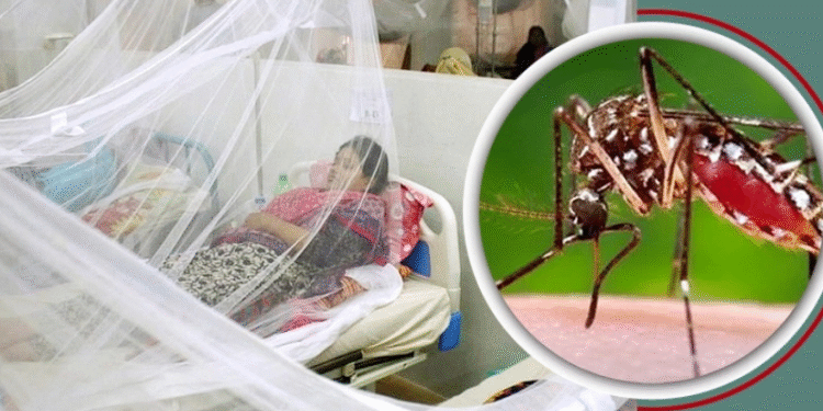 ডেঙ্গুতে আরও ৩ জনের মৃত্যু, মোট আক্রান্তের সংখ্যা পেরিয়েছে ৫০ হাজার