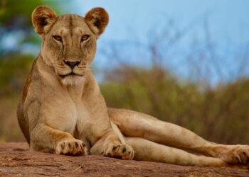 মিরপুর চিড়িয়াখানার খাঁচা থেকে বেরিয়ে গেছে একটি সিংহী