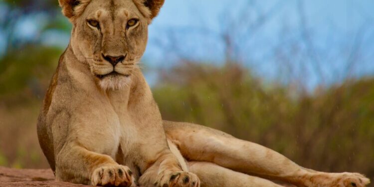 মিরপুর চিড়িয়াখানার খাঁচা থেকে বেরিয়ে গেছে একটি সিংহী